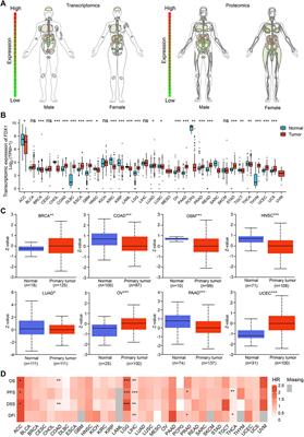 Characterization of the functional effects of ferredoxin 1 as a cuproptosis biomarker in cancer